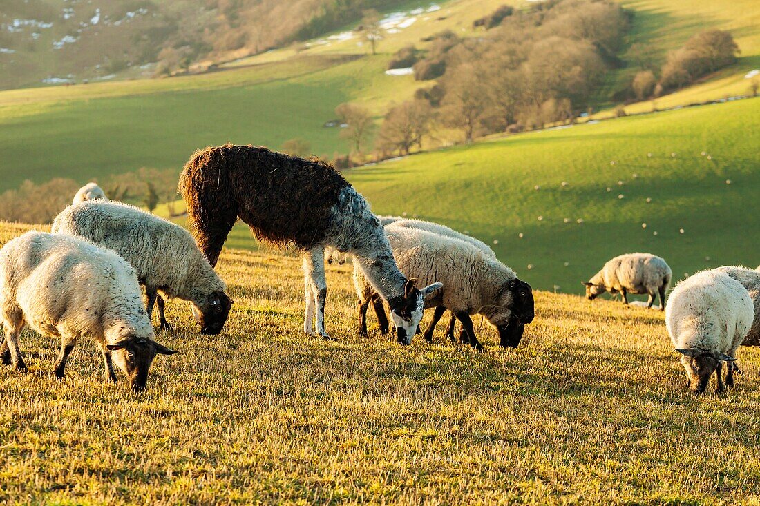 Sheep and alpaca grazing in South Downs National Park near Brighton, East Sussex, England.