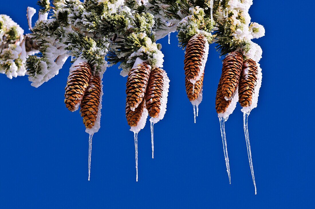 Rime ice on pine cones and branches, San Bernardino National Forest, California USA.