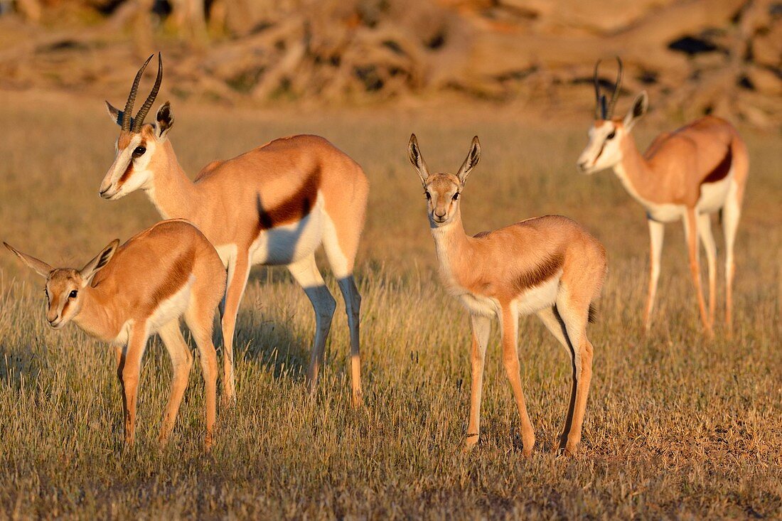 Springboks (Antidorcas marsupialis), two adult females with two young, early morning, Kgalagadi Transfrontier Park, Northern Cape, South Africa, Africa.