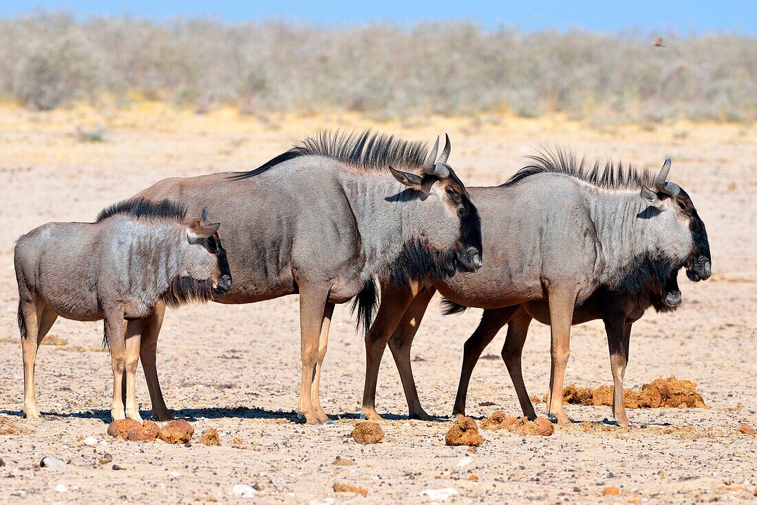 Blue wildebeests (Connochaetes taurinus), two adults and two young standing on arid ground, Etosha National Park, Namibia, Africa.