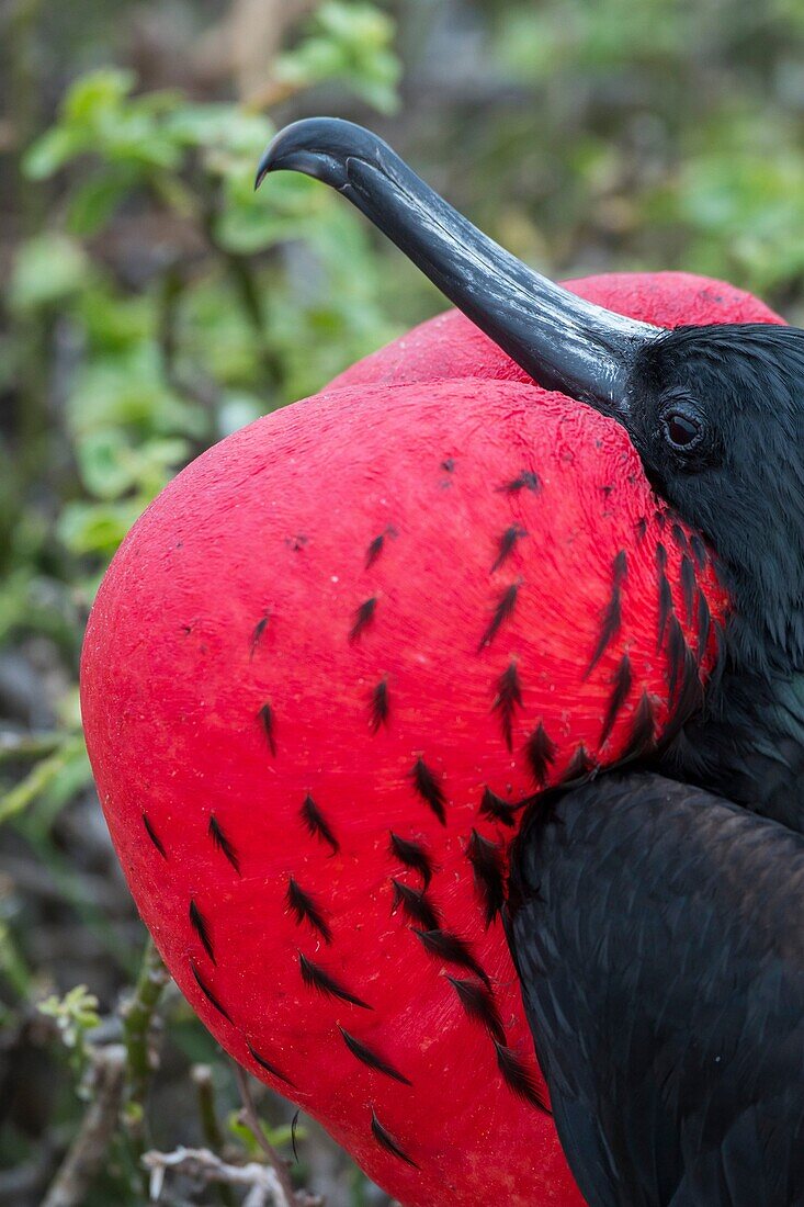 Close-up of a male frigate bird with inflated throat pouch (breeding season) on Genovesa Island (Tower Island) in the Galapagos Islands, Ecuador.