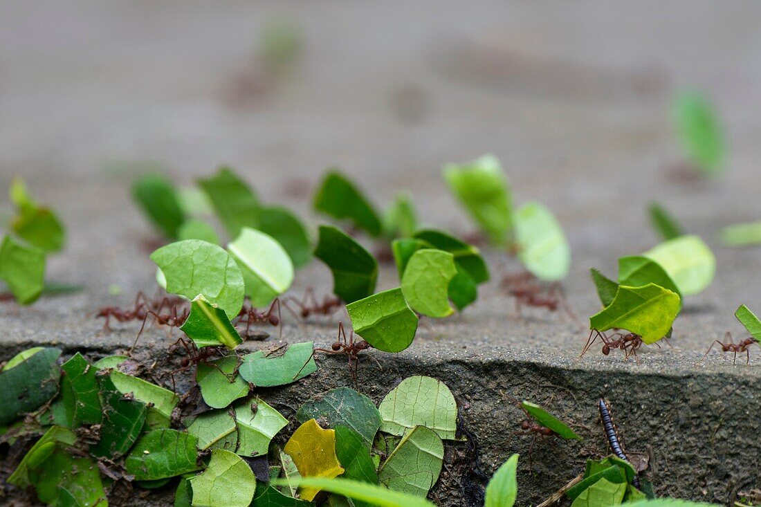 Leafcutter ants carry sections of leaves larger than their own bodies in order to cultivate fungus for food at their colony in the rain forest near La Selva Lodge near Coca, Ecuador.