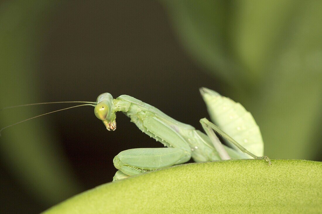 Green mantis, Bangalore, Karnataka. MantisesÂ are an order (Mantodea) of insects that contains over 2, 400 species in about 430 genera in 15 families.