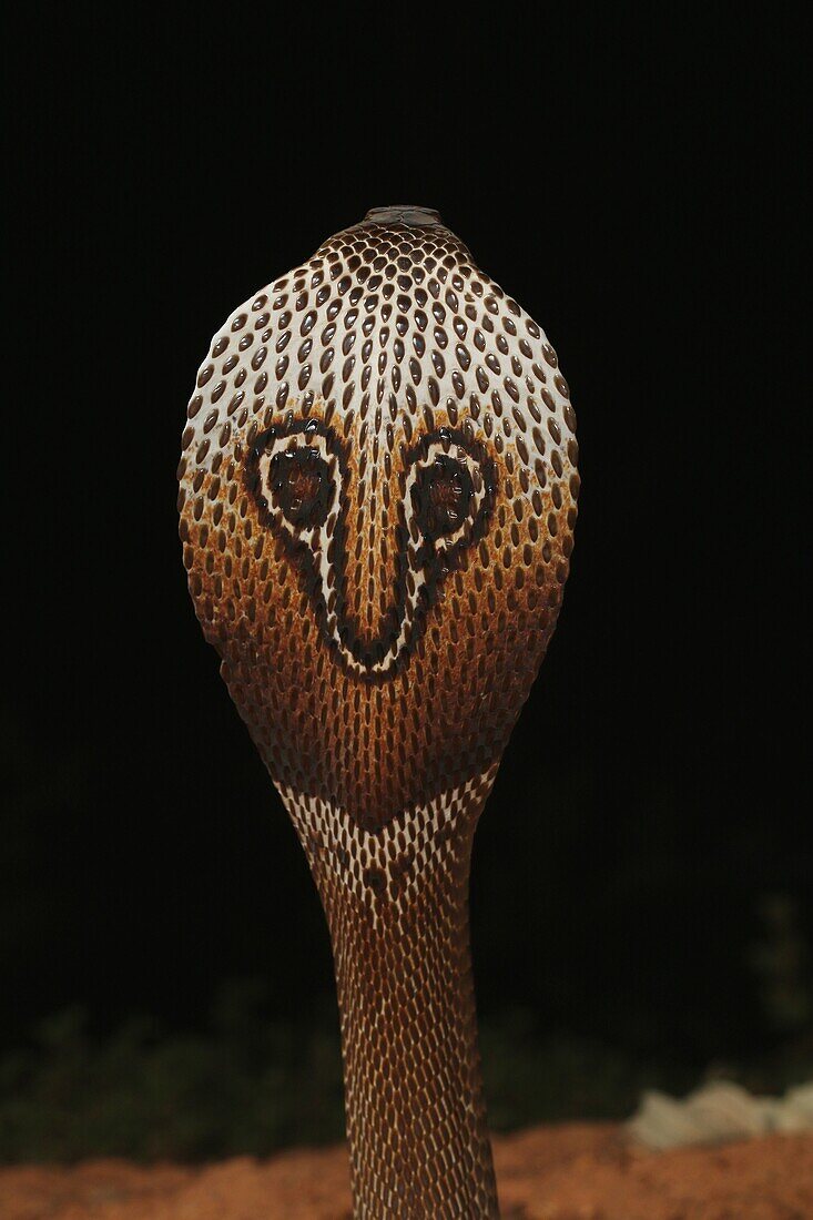 Spectacled cobra, Naja naja, Bangalore, Karnataka. The Indian cobra is one the big four venomous species that inflict the most snakebites on humans in India.