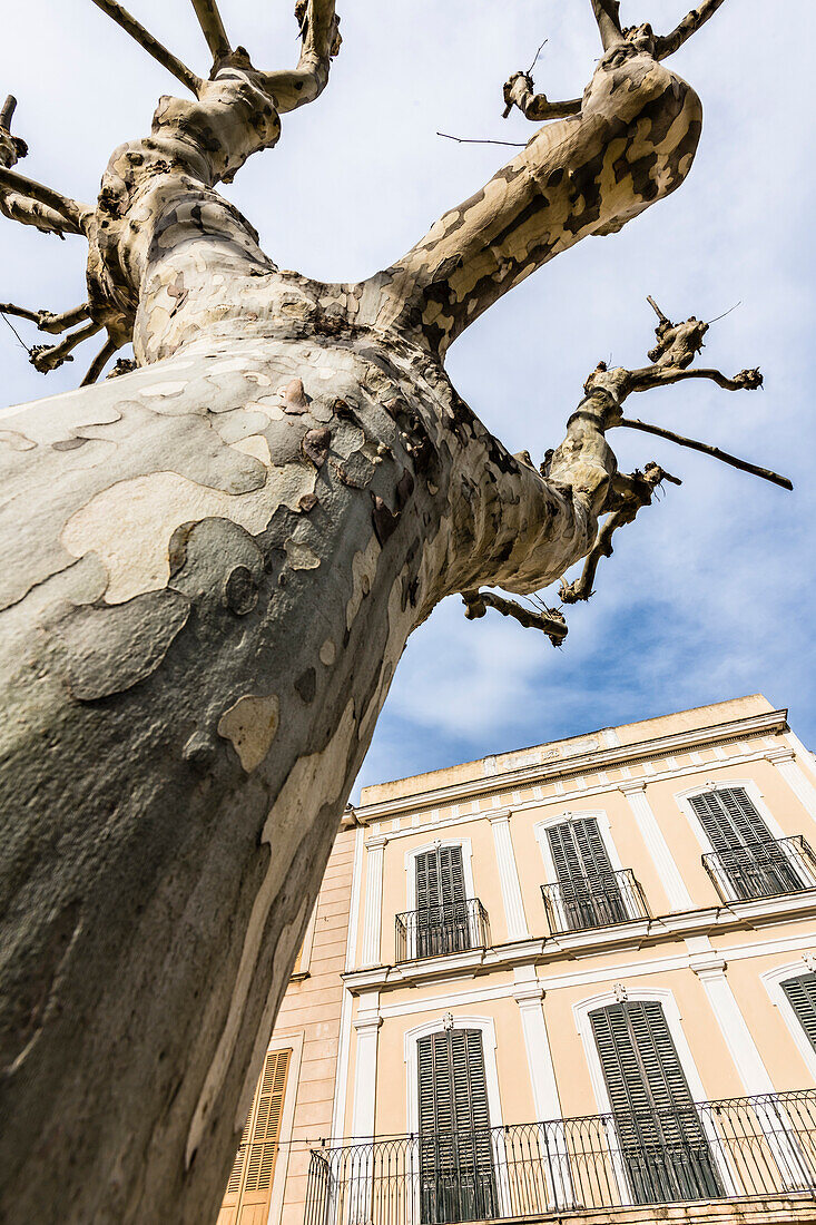 A bare tree and typical houses with closed shutters in the village centre, Mancor de la Vall, Mallorca, Spain