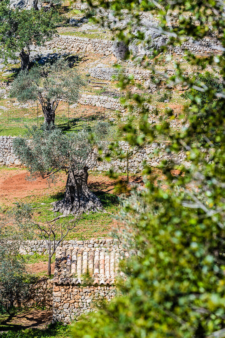 A slope with olive trees in the Tramuntana Mountains, Caimari, Mallorca, Spain