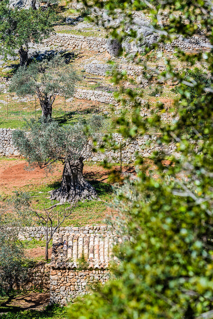 Ein Hang mit Olivenbäumen im Tramuntana Gebirge, Caimari, Mallorca, Spanien