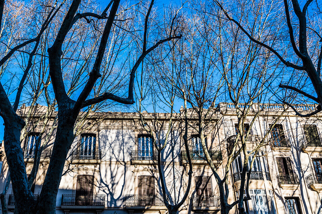 Häuser an der Prachtstraße, Passeig del Born, Palma de Mallorca, Mallorca, Spanien