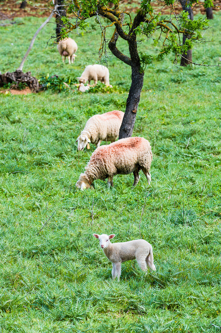 Sheep on pasture, Alaro, Mallorca, Spain
