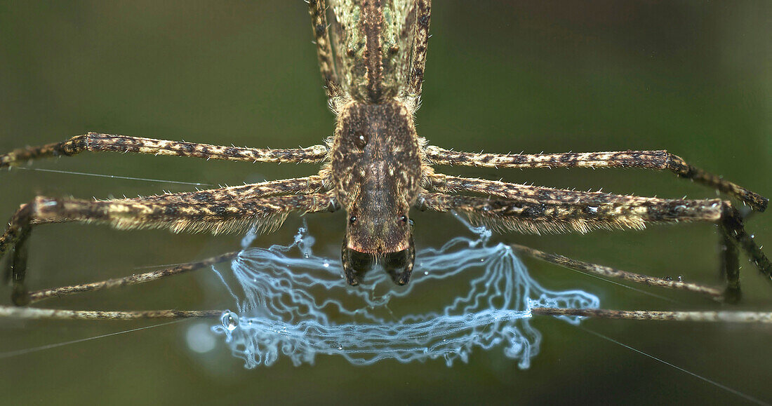 Ogrefaced Spider (Deinopis sp) making web, Ranomafana National Park, Madagascar