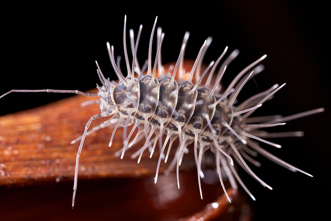 Woodlouse (Calmanesia sp), Mananara Nord National Park, Madagascar