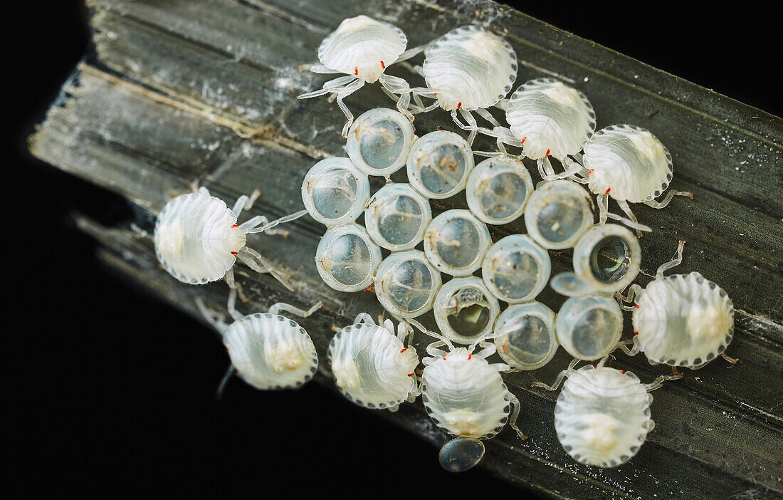 Stink Bug (Pentatomidae) group guarding eggs, Yasuni National Park, Ecuador