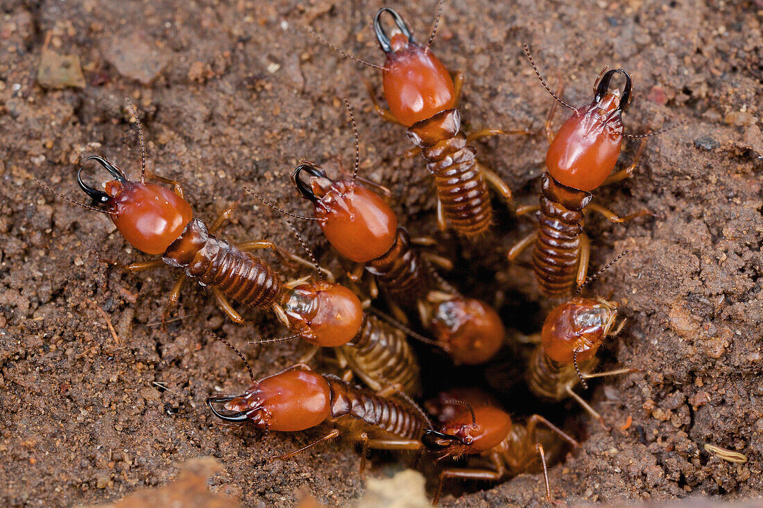 Termite (Macrotermes sp) soldiers guarding nest entrance, Udzungwa Mountains National Park, Tanzania