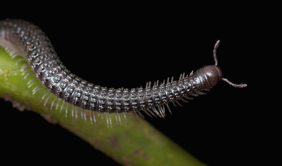 Millipede, Kerinci Seblat National Park, Sumatra, Indonesia