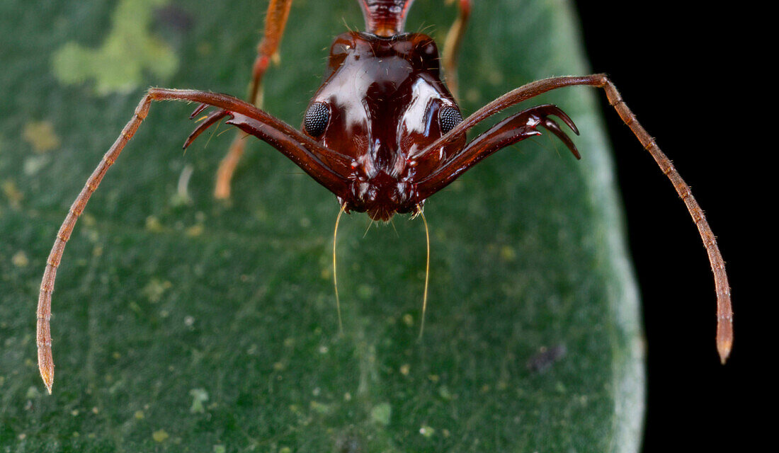 Ant (Odontomachus sp), Cat Tien National Park, Vietnam