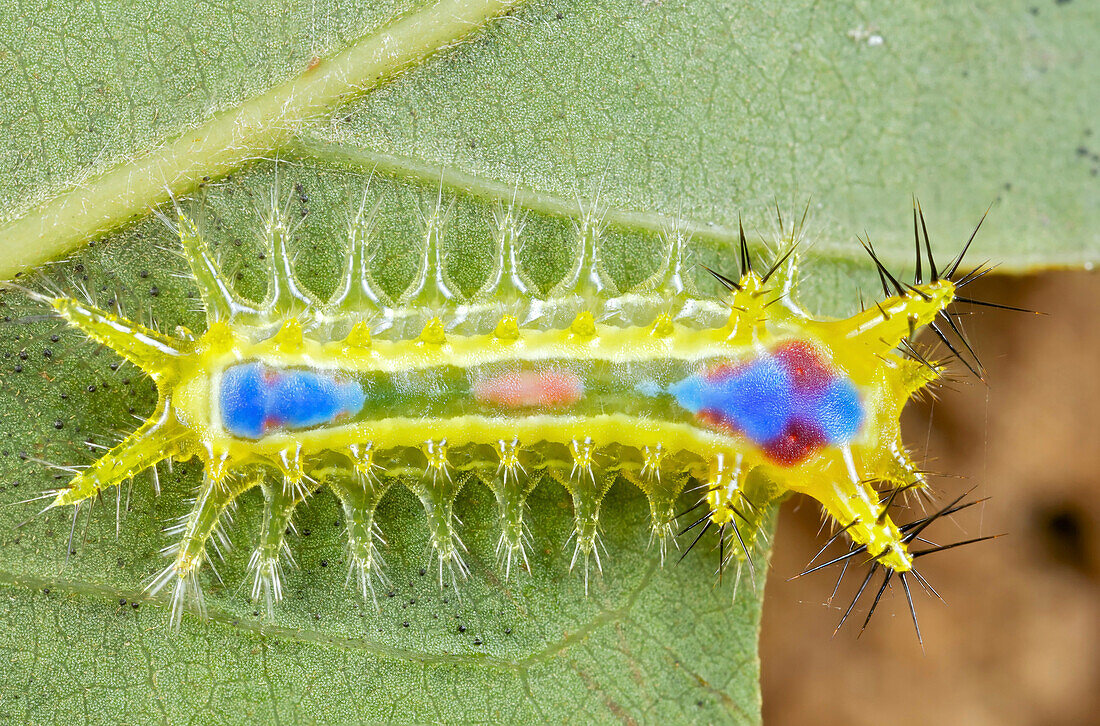 Cup Moth (Limacodidae) caterpillar, Angkor Wat, Cambodia