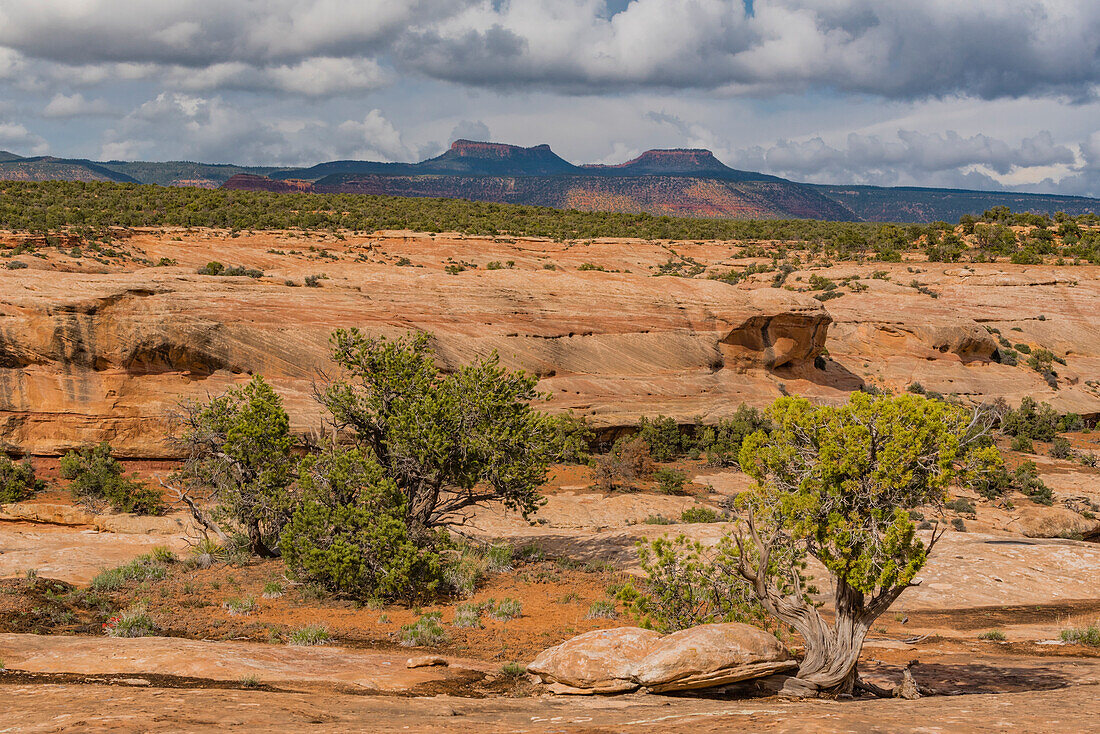 Utah Juniper (Juniperus osteosperma) and Pinon Pine (Pinus edulis) trees near Bears Ears mesas, Bears Ears National Monument, Utah