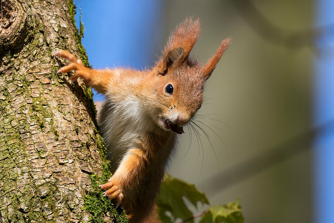 Eurasian Red Squirrel (Sciurus vulgaris) carrying seed, Bavaria, Germany