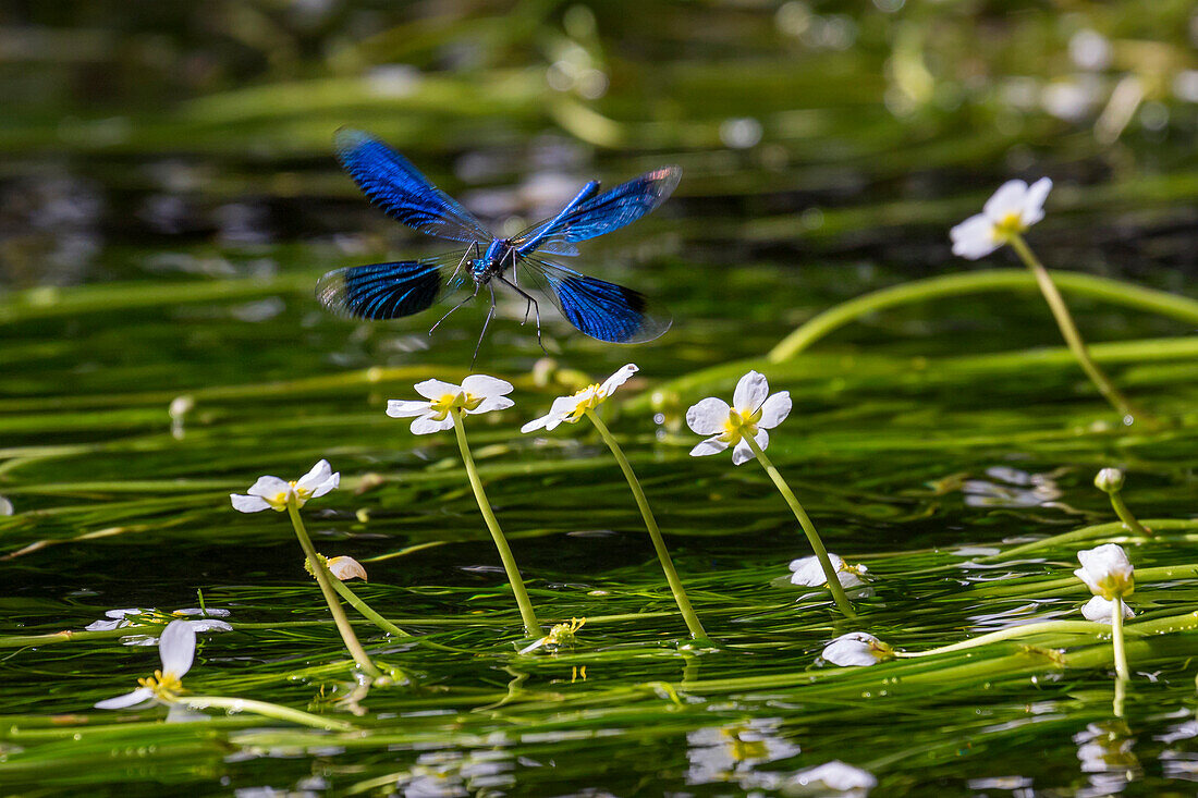 Banded Demoiselle (Calopteryx splendens) flying, Bavaria, Germany