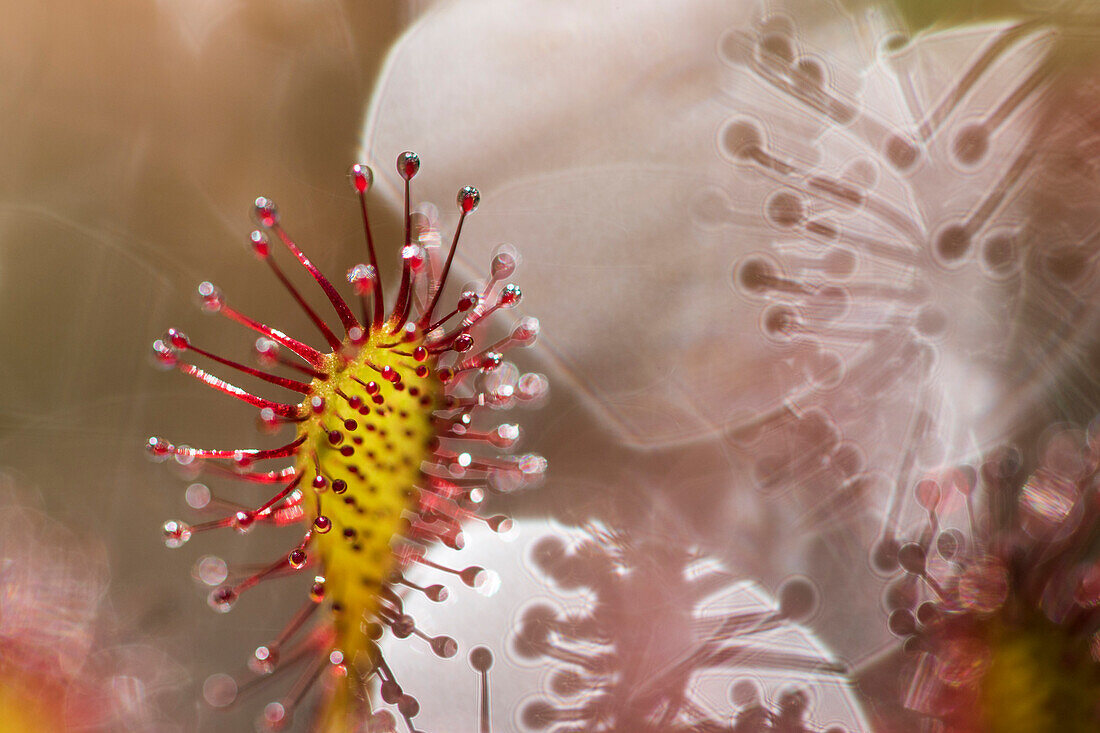 Oblong-leaved Sundew (Drosera intermedia) with dew which attracts and catches prey, Bavaria, Germany