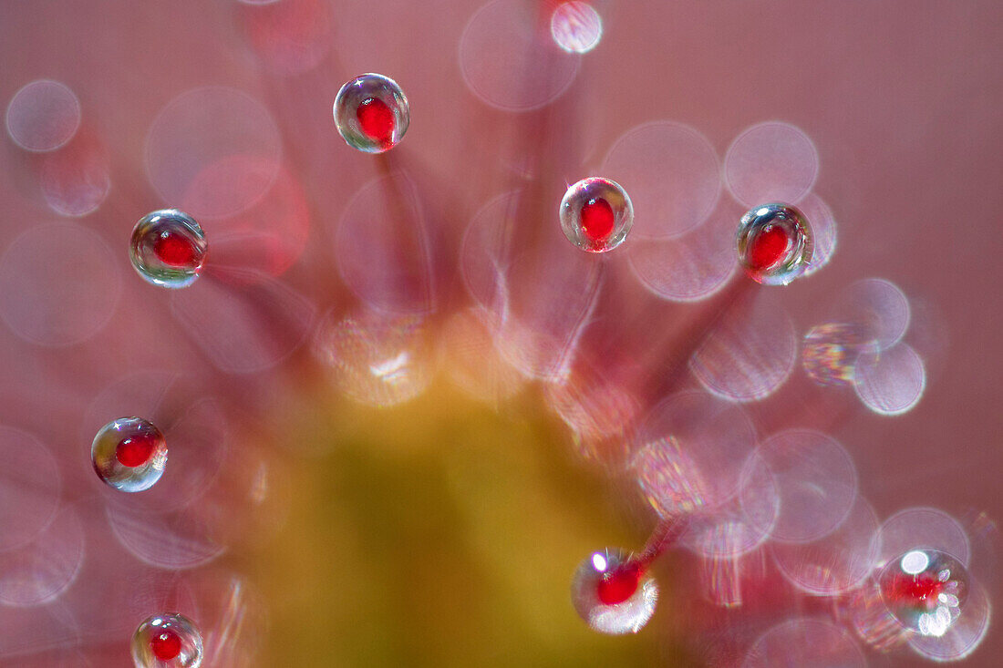 Oblong-leaved Sundew (Drosera intermedia) with dew which attracts and catches prey, Bavaria, Germany