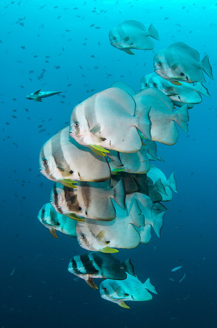 Longfin Batfish (Platax teira) school, Raja Ampat Islands, Indonesia