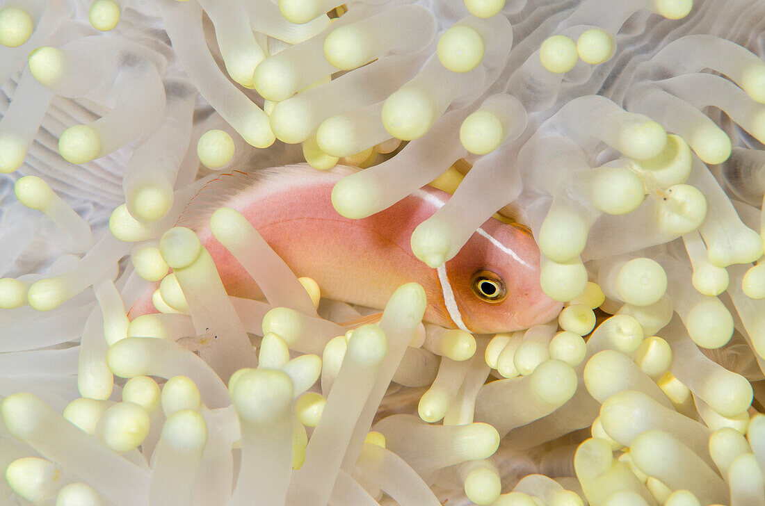 Pink Anemonefish (Amphiprion perideraion) in Magnificent Sea Anemone (Heteractis magnifica) tentacles, Banda Sea, Indonesia