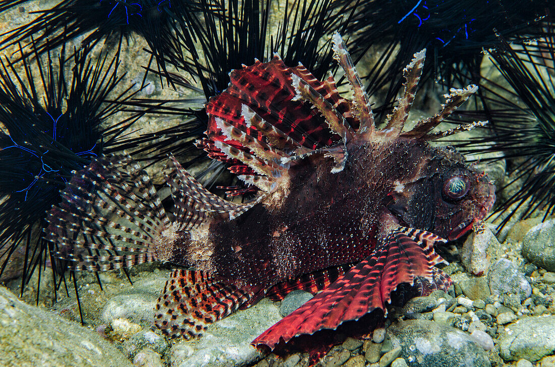 Shortfin Turkeyfish (Dendrochirus brachypterus) and sea urchins, Banda Sea, Indonesia