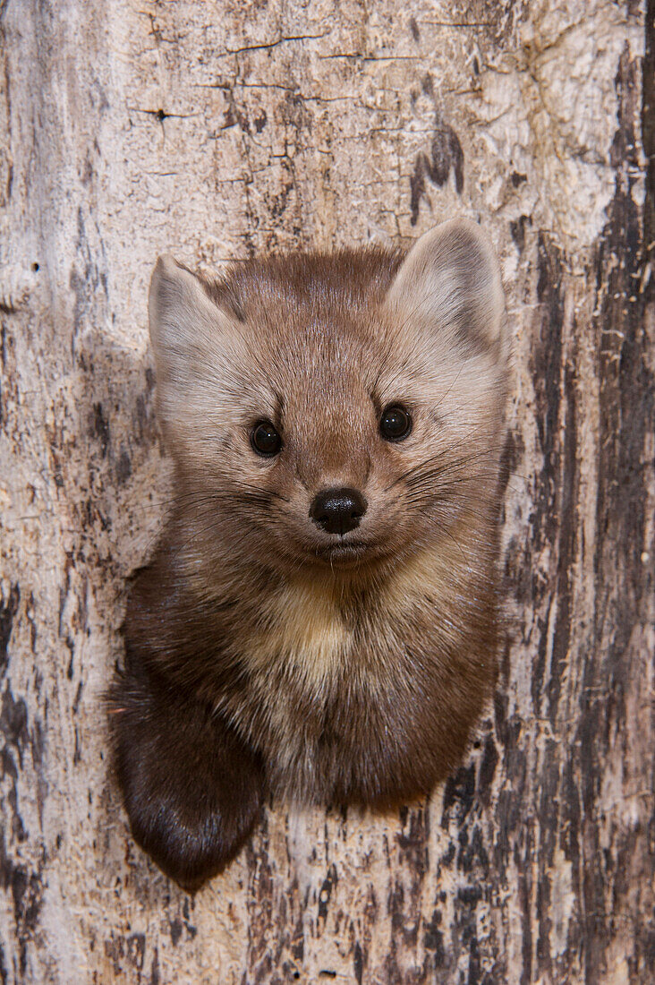 American Marten (Martes americana) emerging from tree cavity, Alaska