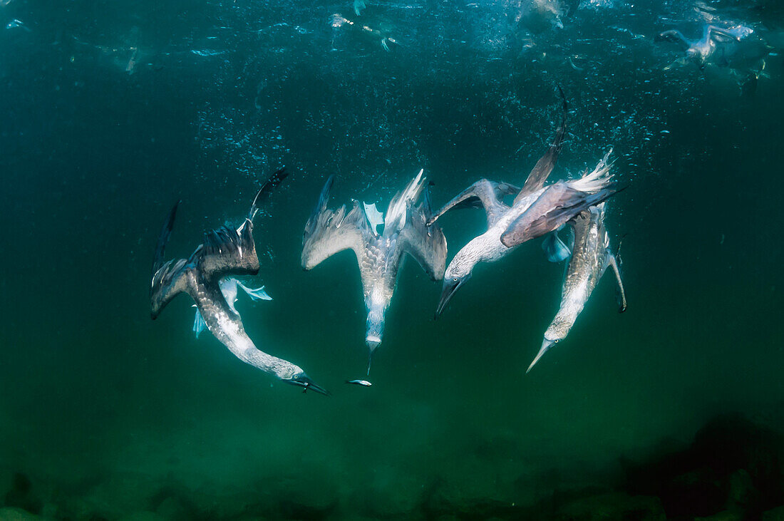 Blue-footed Booby (Sula nebouxii) group fishing underwater, Itabaca Channel, Santa Cruz Island, Galapagos Islands, Ecuador