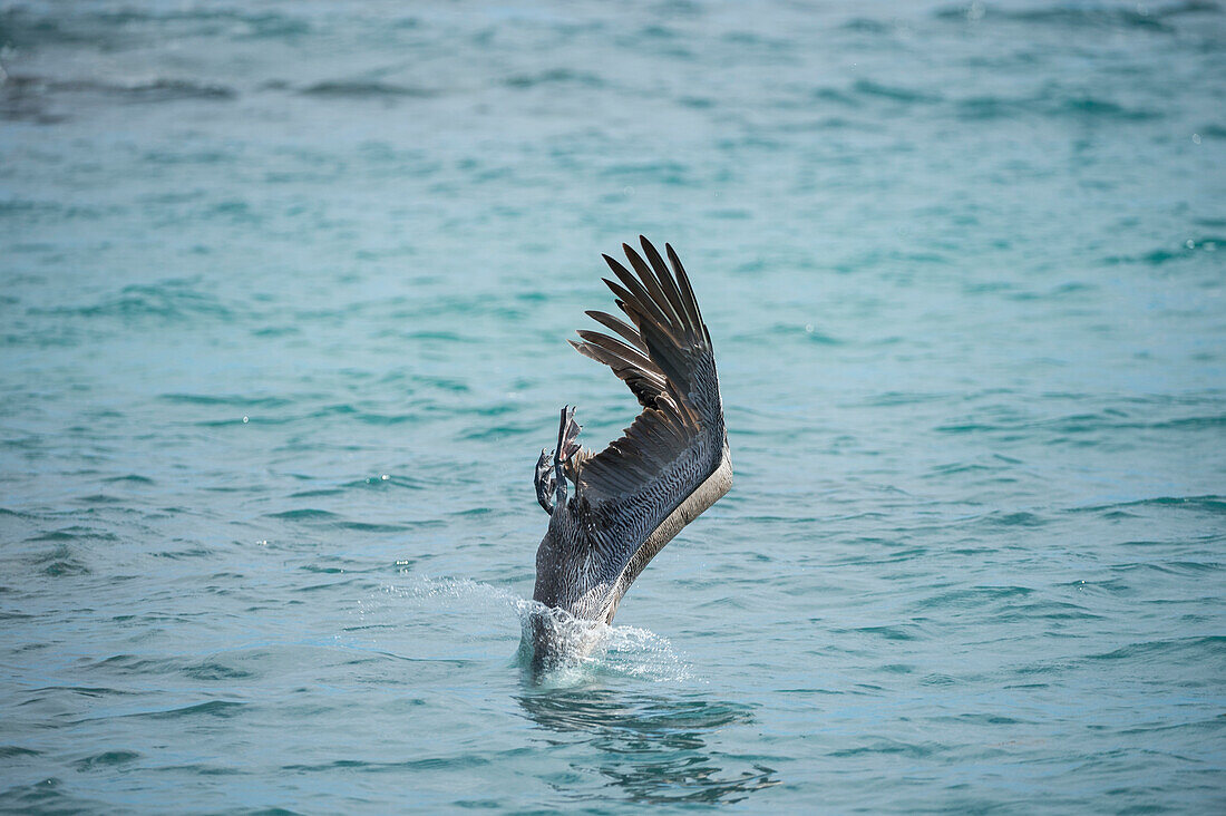 Brown Pelican (Pelecanus occidentalis) plunge diving, Urvina Bay, Isabela Island, Galapagos Islands, Ecuador, sequence 4 of 4