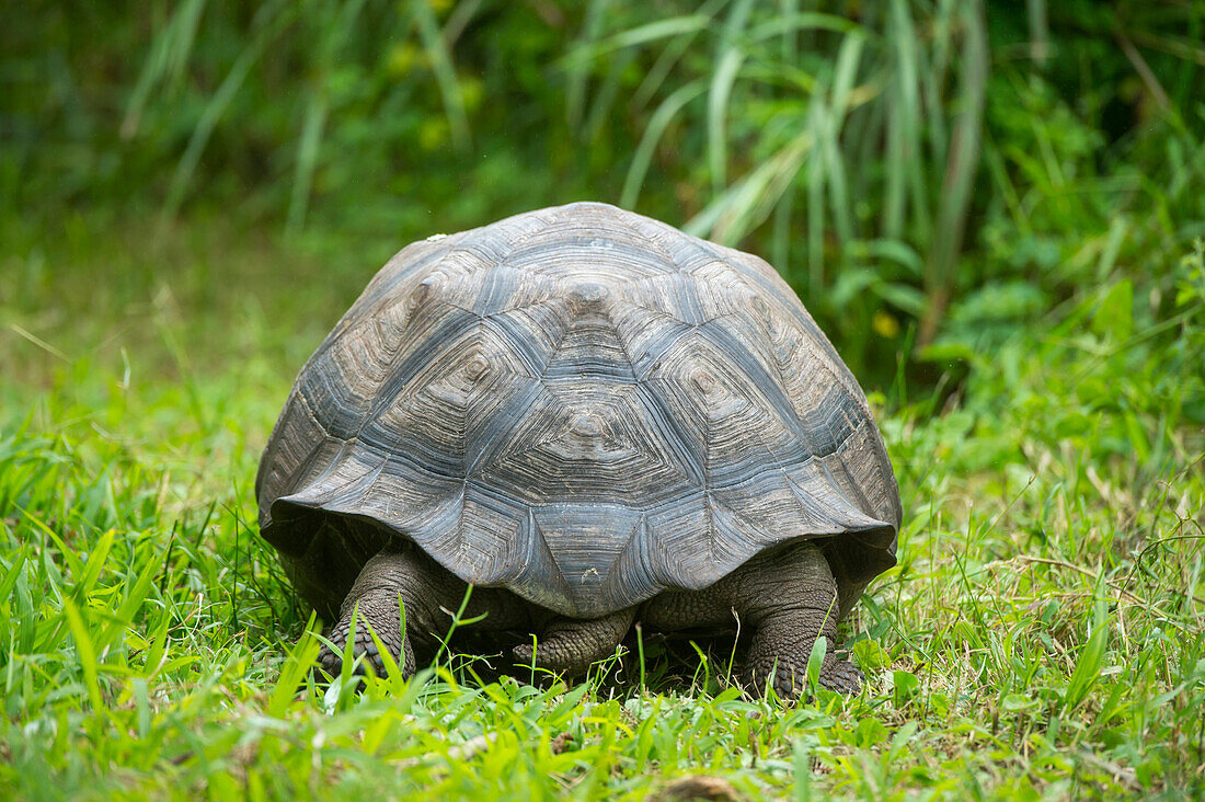 Eastern Santa Cruz Tortoise (Chelonoidis nigra donfaustoi), newly described species, Cerro Mesa, Santa Cruz Island, Galapagos Islands, Ecuador