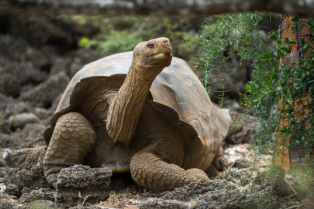 Galapagos Giant Tortoise (Chelonoidis nigra) hybrid with mixed Floreana ancestry, Fausto Llerena Tortoise Center, Santa Cruz Island, Galapagos Islands, Ecuador