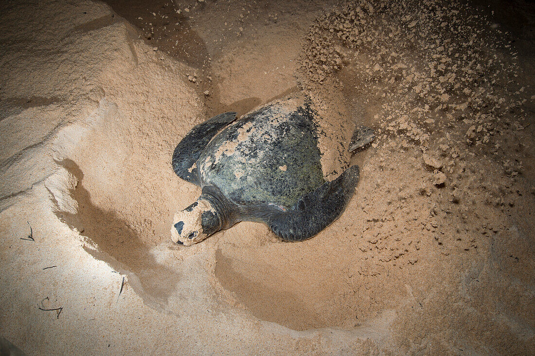 Green Sea Turtle (Chelonia mydas) female nesting on beach at night, Santa Cruz Island, Galapagos Islands, Ecuador