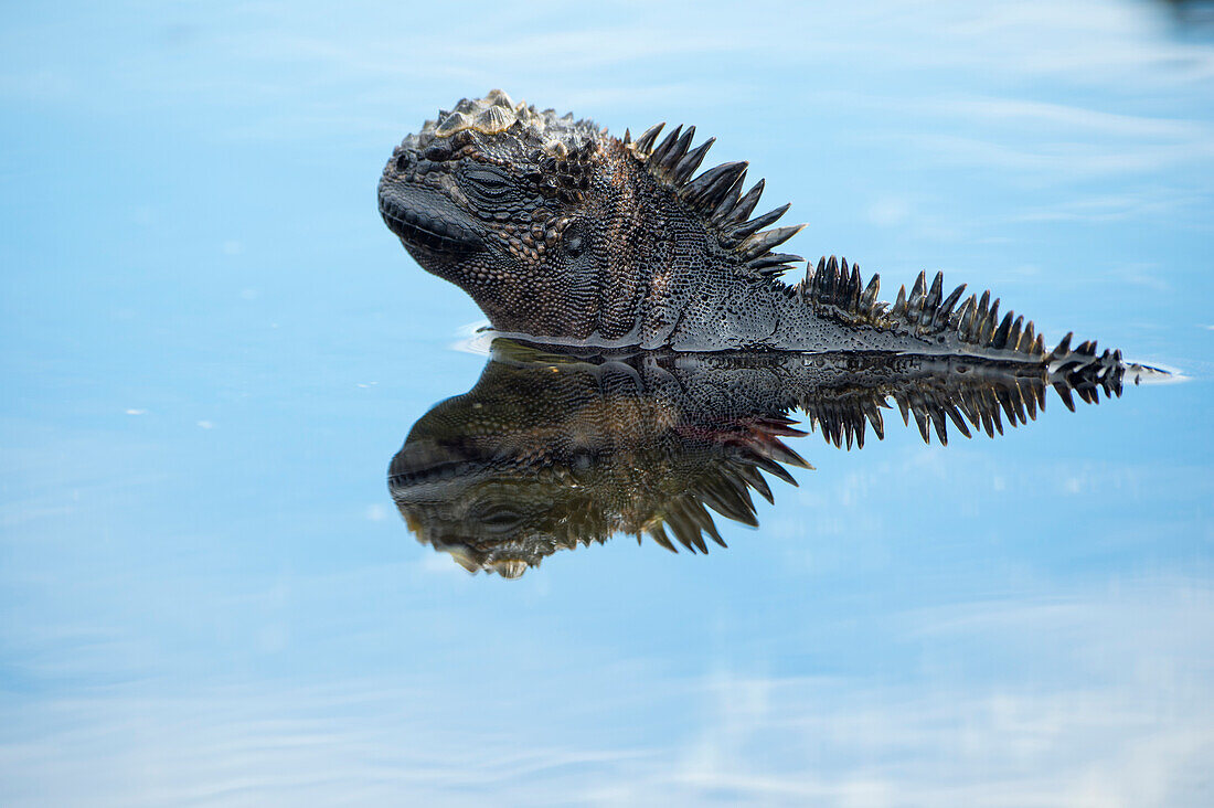 Marine Iguana (Amblyrhynchus cristatus) in shallow water, Puerto Egas, Santiago Island, Galapagos Islands, Ecuador