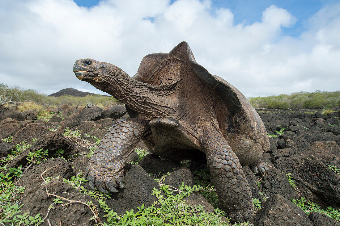 Chatham Island Tortoise (Chelonoidis nigra chathamensis), Galapaguera, San Cristobal Island, Galapagos Islands, Ecuador