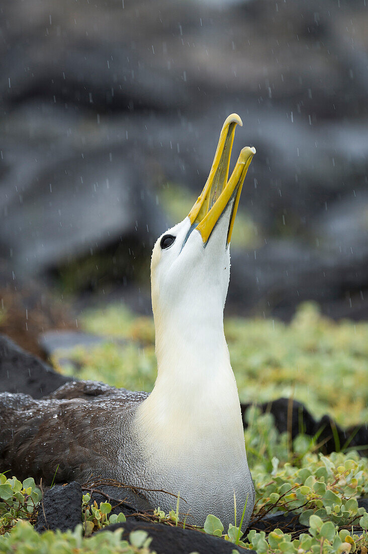 Waved Albatross (Phoebastria irrorata) calling, Punta Suarez, Espanola Island, Galapagos Islands, Ecuador