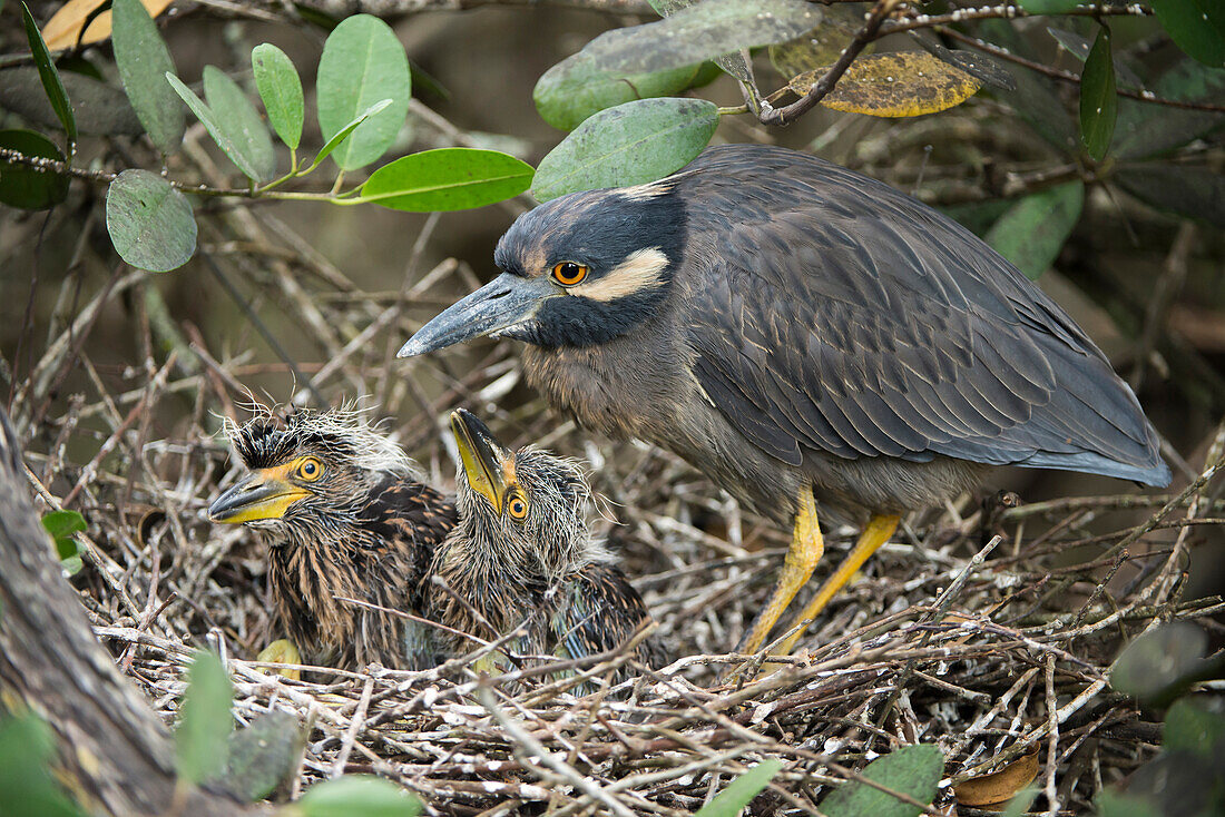 Yellow-crowned Night Heron (Nyctanassa violacea) parent with chicks in nest, Academy Bay, Santa Cruz Island, Galapagos Islands, Ecuador