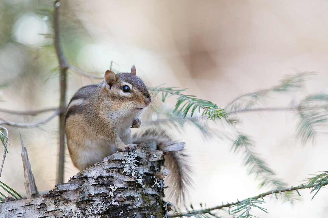 Least Chipmunk (Tamias minimus), Superior National Forest, Minnesota