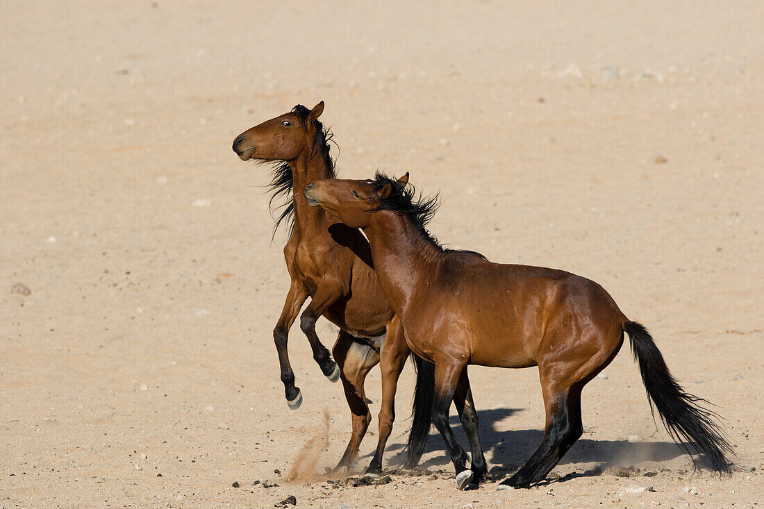 Namib Desert Horse (Equus caballus) stallions fighting in desert, Namib-Naukluft National Park, Namibia