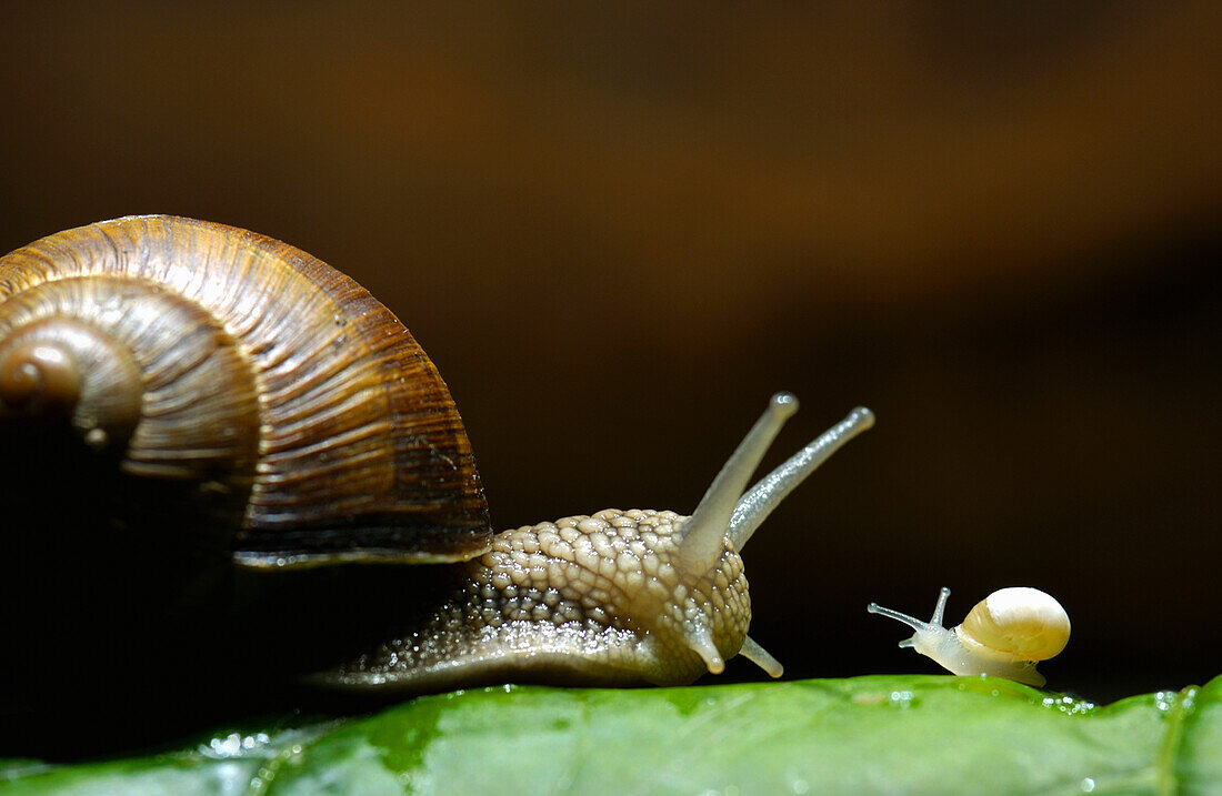 Edible Snail (Helix pomatia) with newborn, Berlin, Germany