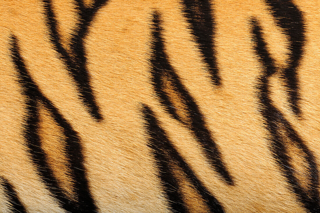 Sumatran Tiger (Panthera tigris sumatrae) fur, native to Sumatra