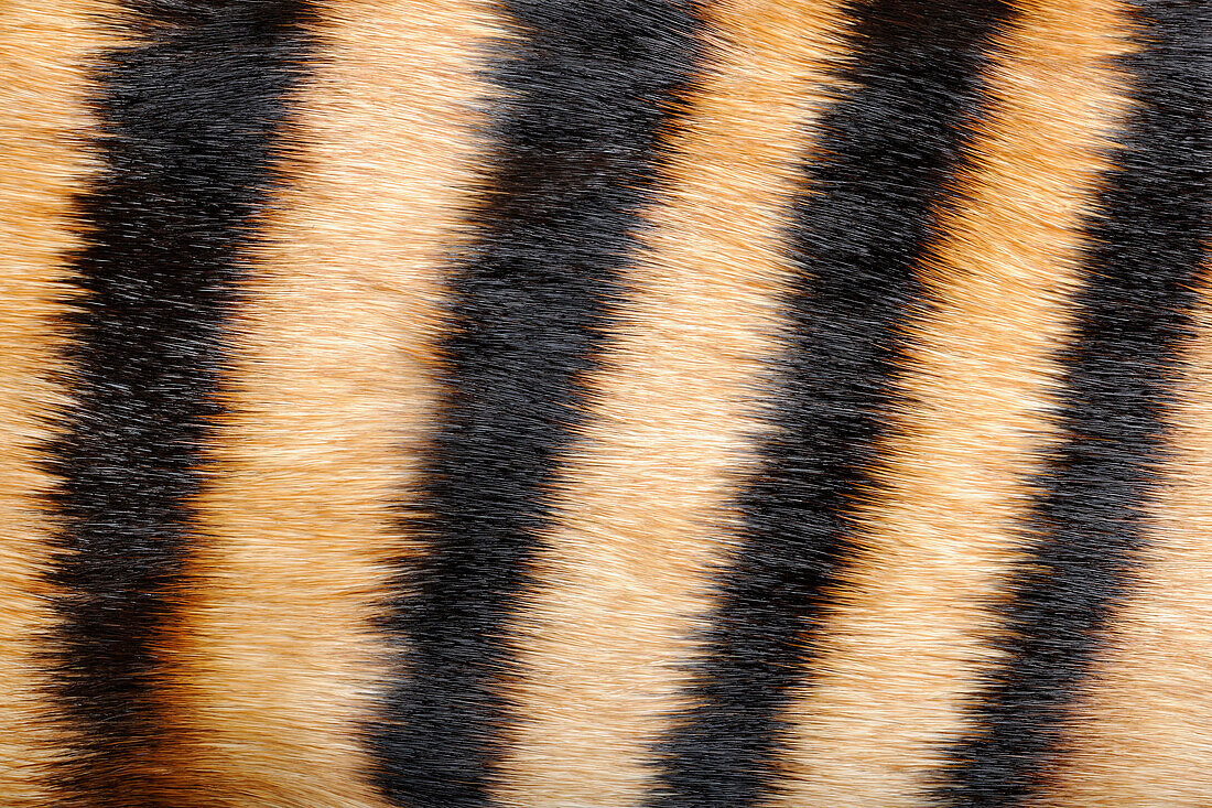Zebra Duiker (Cephalophus zebra) fur, native to Africa