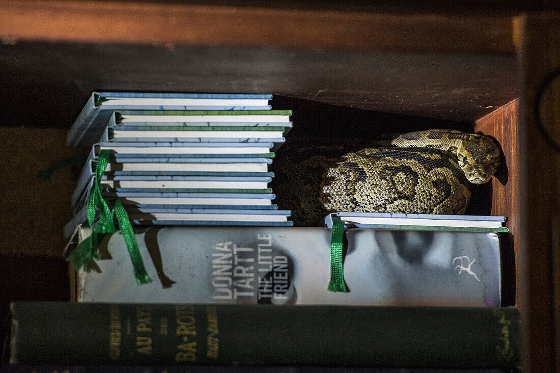 African Rock Python (Python sebae) in book shelf, Marakele National Park, Limpopo, South Africa