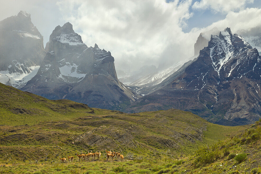 Guanaco (Lama guanicoe) herd near mountains, Torres del Paine National Park, Patagonia, Chile