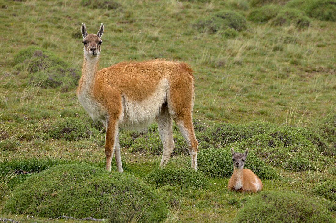 Guanaco (Lama guanicoe) mother and cria, Torres del Paine National Park, Patagonia, Chile