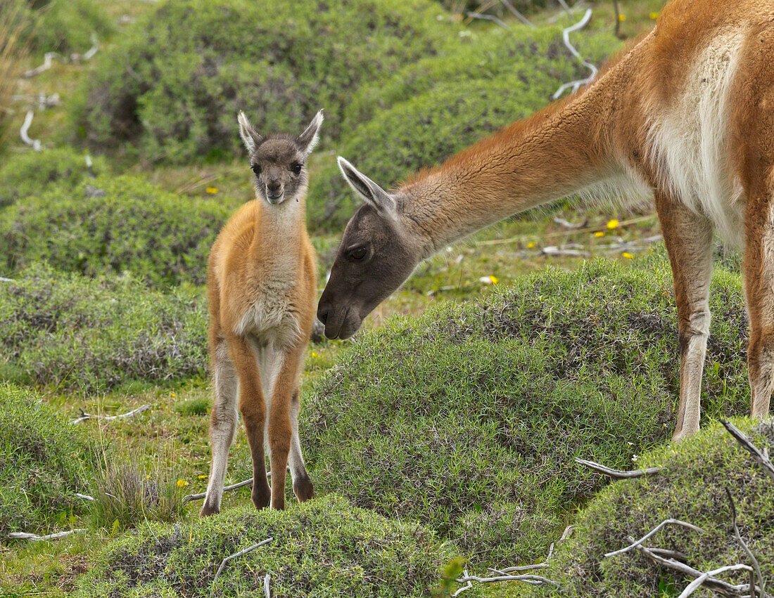 Guanaco (Lama guanicoe) mother smelling cria, Torres del Paine National Park, Patagonia, Chile