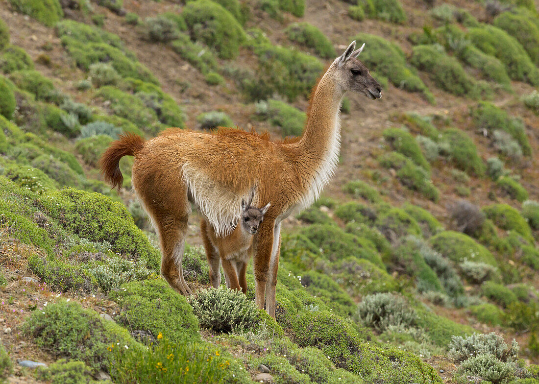 Guanaco (Lama guanicoe) cria hiding under mother, Torres del Paine National Park, Patagonia, Chile