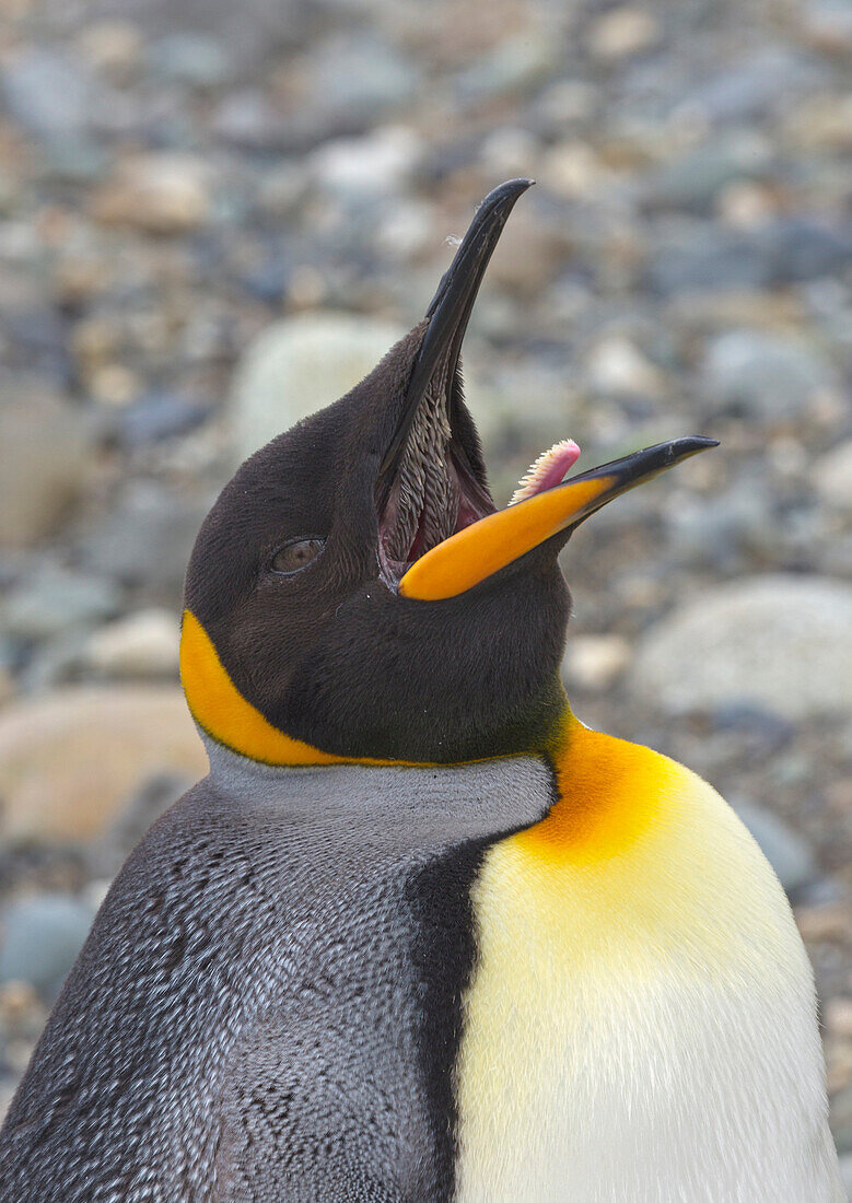 King Penguin (Aptenodytes patagonicus) panting on beach, Strait of Magellan, Patagonia, Chile