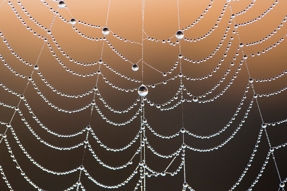 Spider web with dew, Garden Route National Park, South Africa